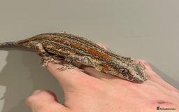 Gecko reptiles for sale: Gargoyle Geckos  - Image 5