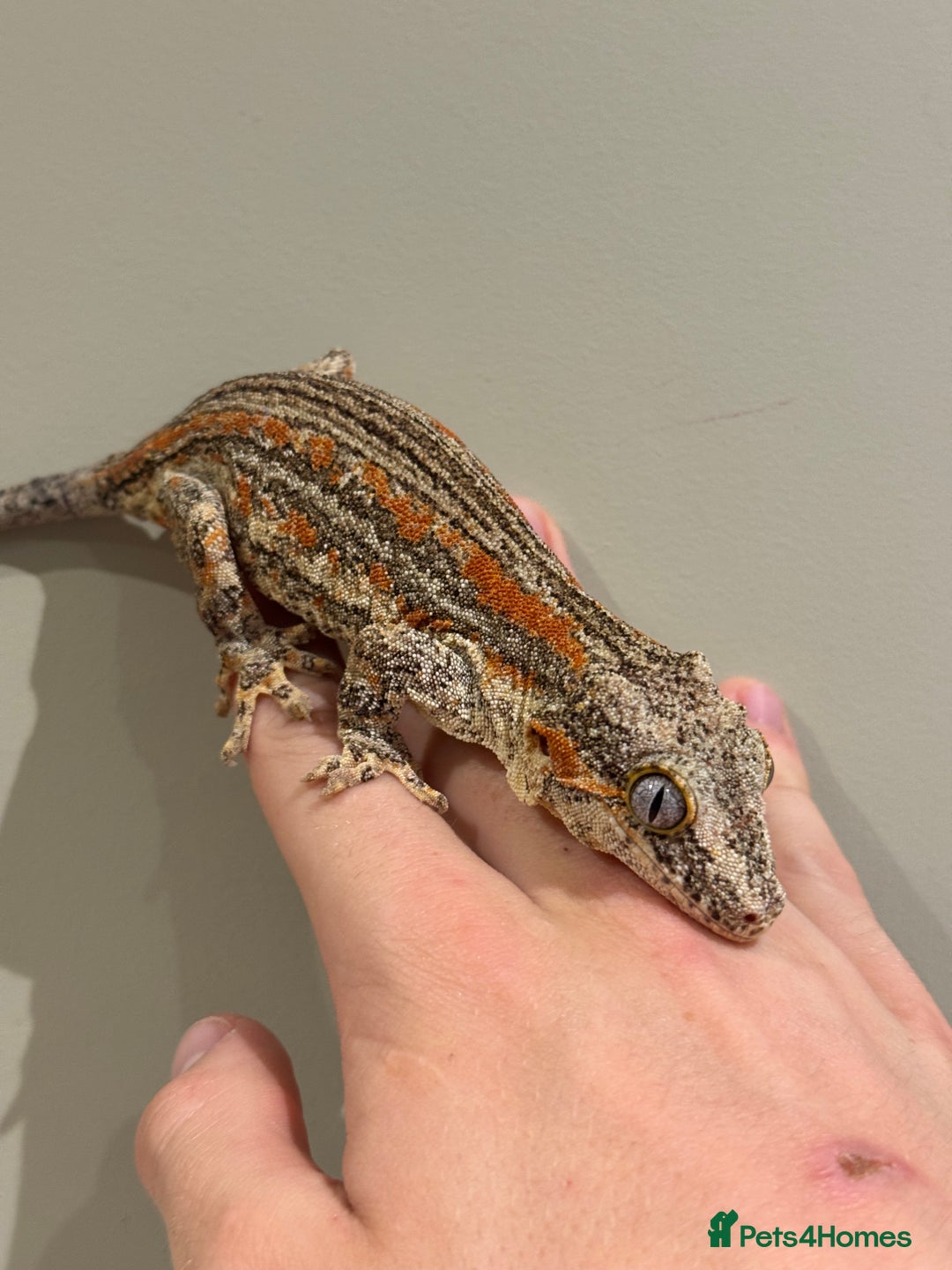 Gecko reptiles for sale: Gargoyle Geckos  - Image 5