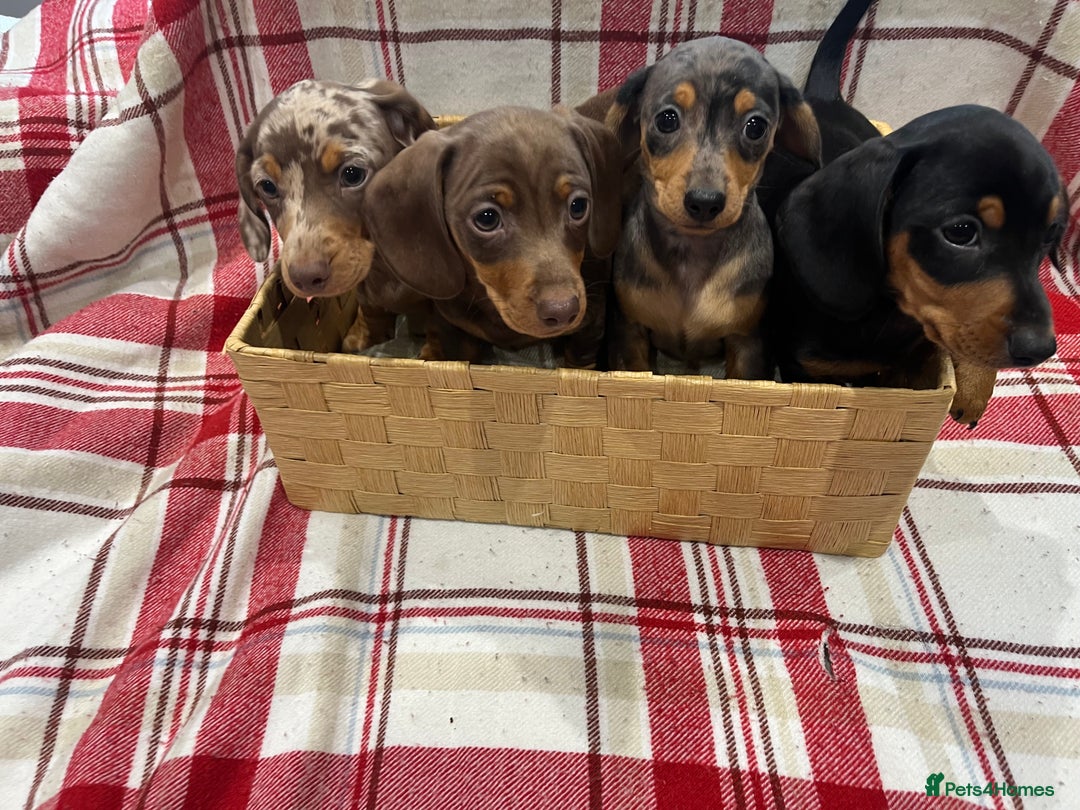 Miniature Dachshund dogs for sale: Miniature Dachshund puppies for sale - Advert 6