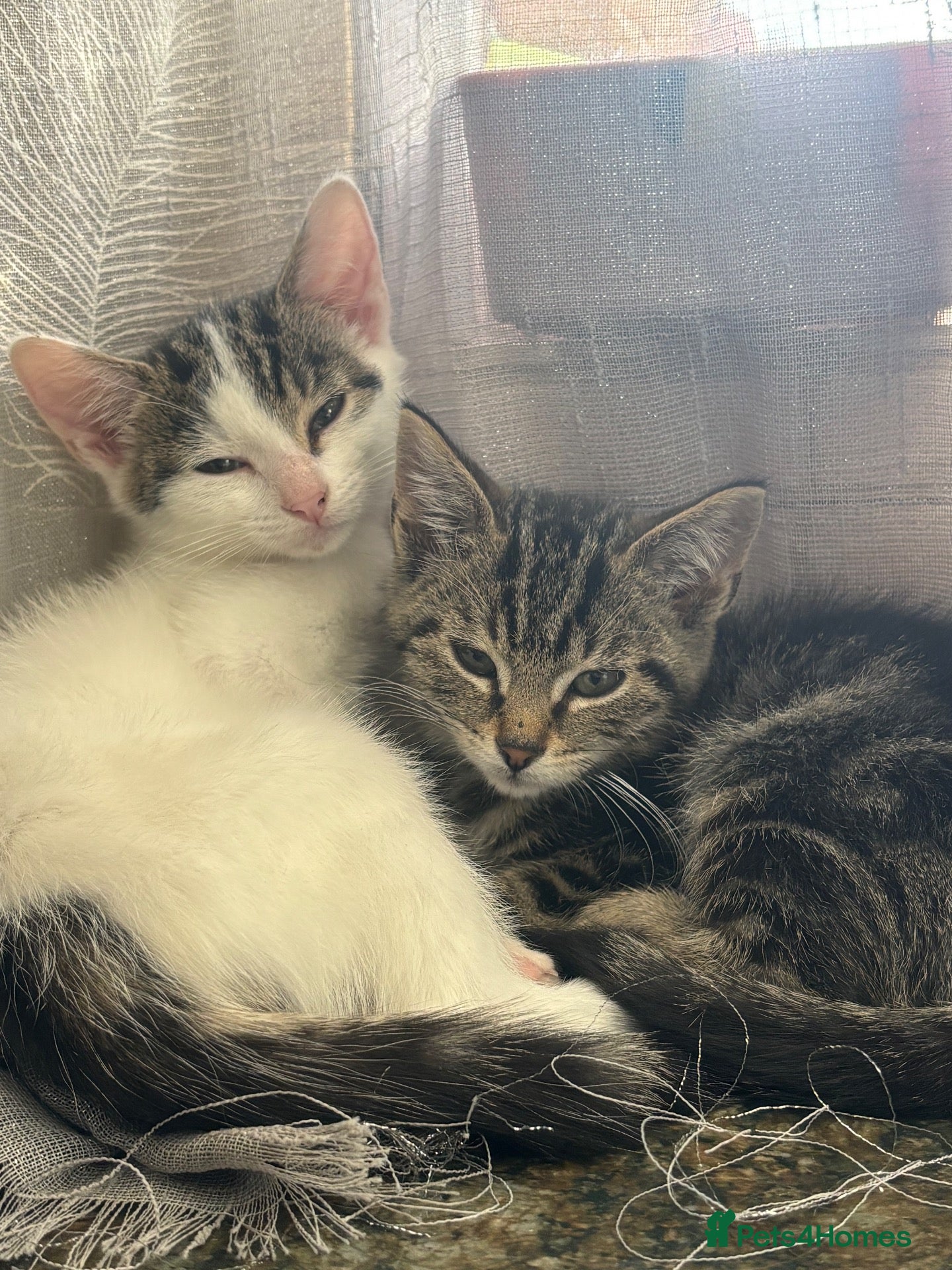 Mixed Breed cats FEMALE TABBY KITTEN - Advert 1
