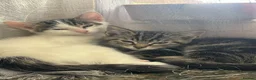 Mixed Breed cats for sale: FEMALE TABBY KITTEN in Manchester - Advert 1