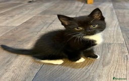 Mixed Breed cats for sale: Beautiful kittens for sale - Image 2