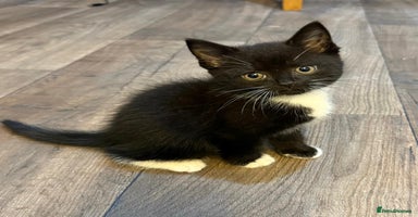 Mixed Breed cats - Advert 11