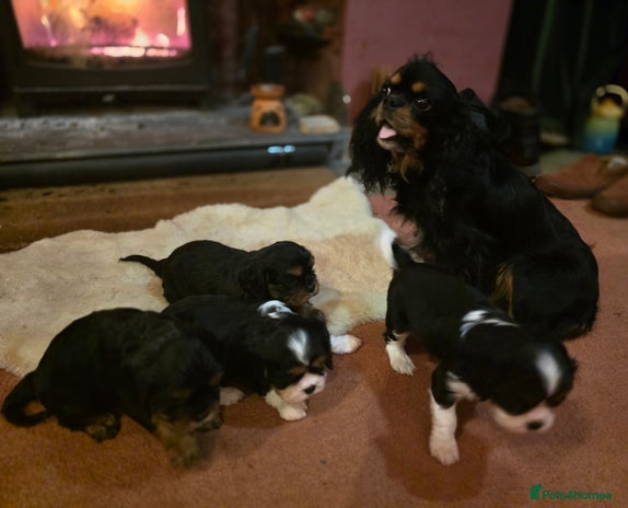 Cavalier King Charles Spaniel dogs KC Registered Cavalier King Charles Spaniels - Advert 1