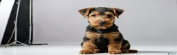Airedale Terrier dogs for sale: Test Airedale's - Advert 2