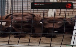 Labrador Retriever dogs for sale: KC REG.. READY NOW!. CHOCOLATE LABRADOR  - Image 26