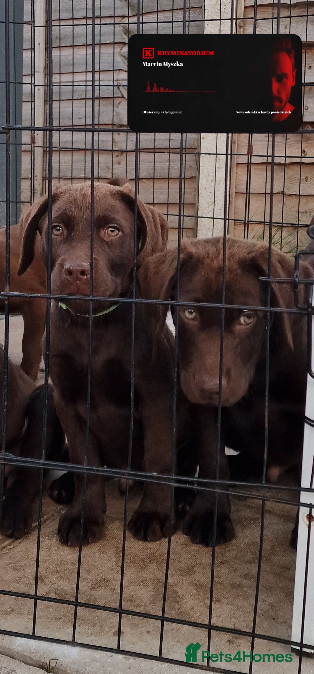 Labrador Retriever dogs for sale: KC REG.. READY NOW!. CHOCOLATE LABRADOR  - Image 26
