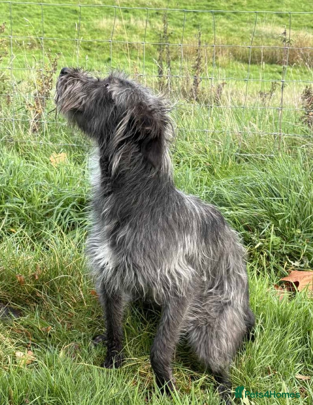 Mixed Breed dogs for sale: Borris small lurcher type dog - Advert 2