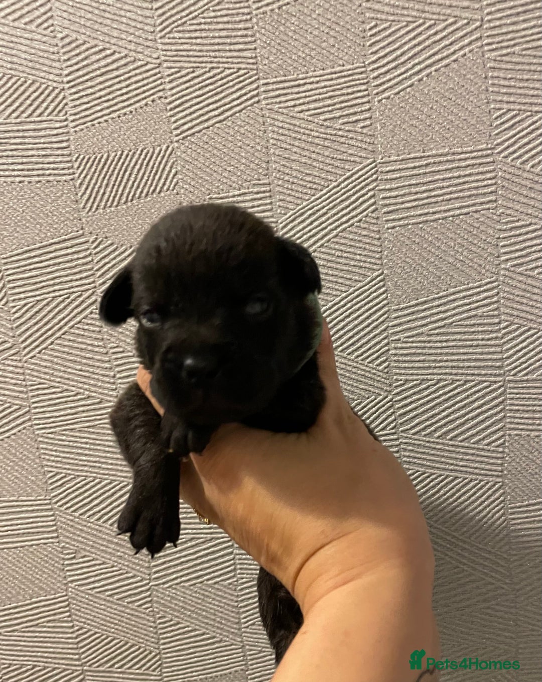 Mixed Breed dogs for sale: READY FOR THERE FOREVER HOMES 1 GIRL & - BOY  - Advert 16