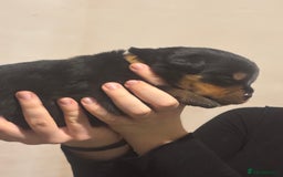 Rottweiler dogs for sale: Rottweiler puppies - Image 21