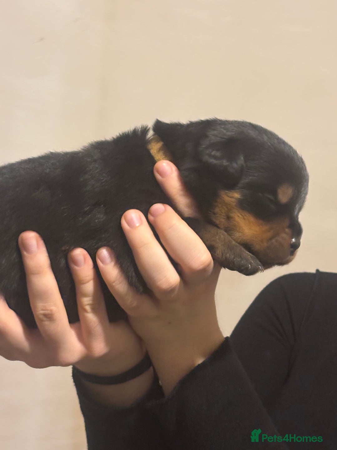 Rottweiler dogs for sale: Rottweiler puppies - Image 21