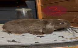 Mini Lop rabbits for sale: 8 beautiful friendly baby mini lops  - Image 11