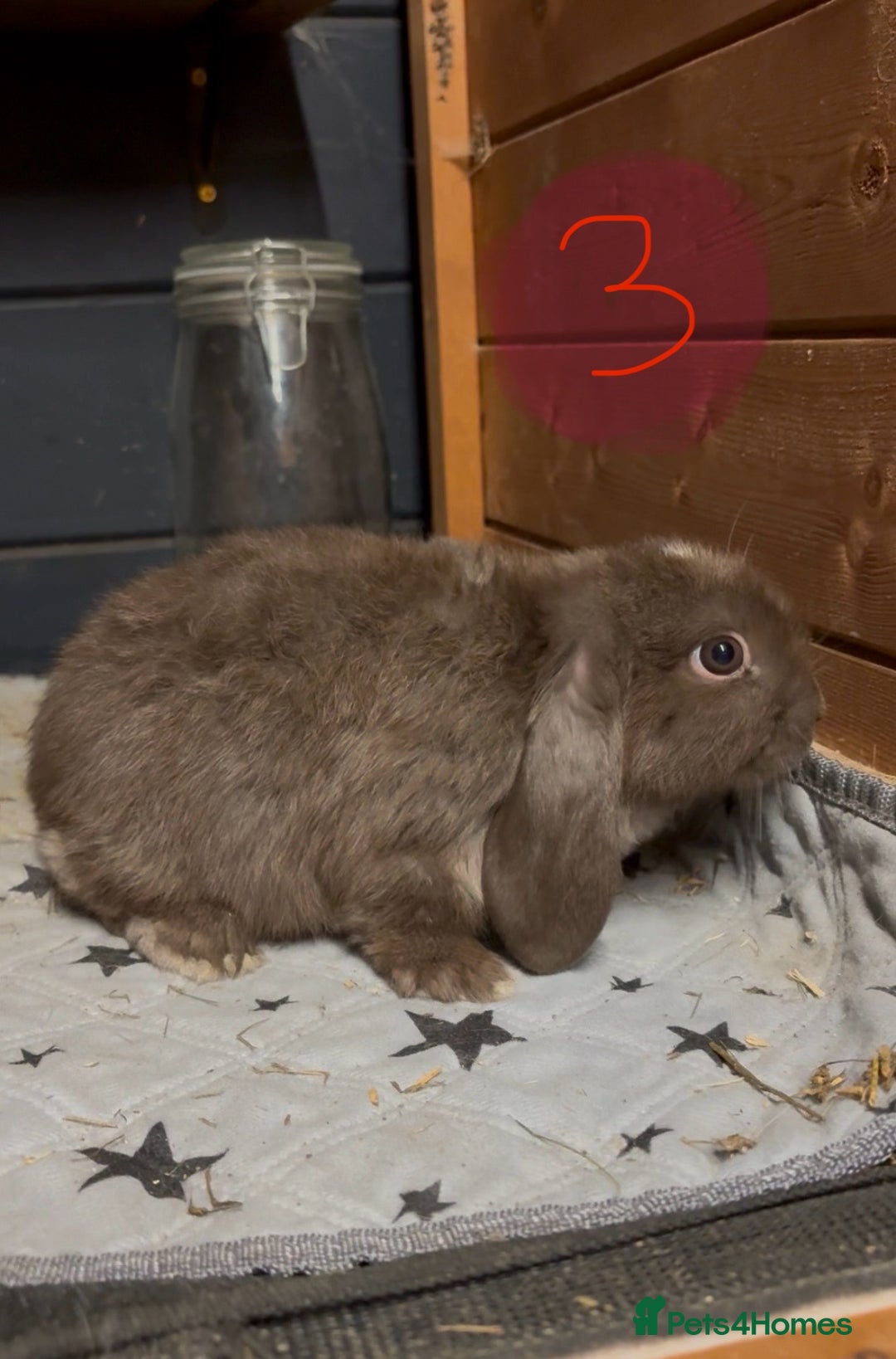 Mini Lop rabbits for sale: 8 beautiful friendly baby mini lops  - Image 11
