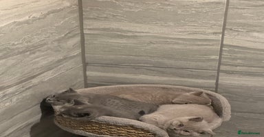 British Shorthair cats - Advert 11