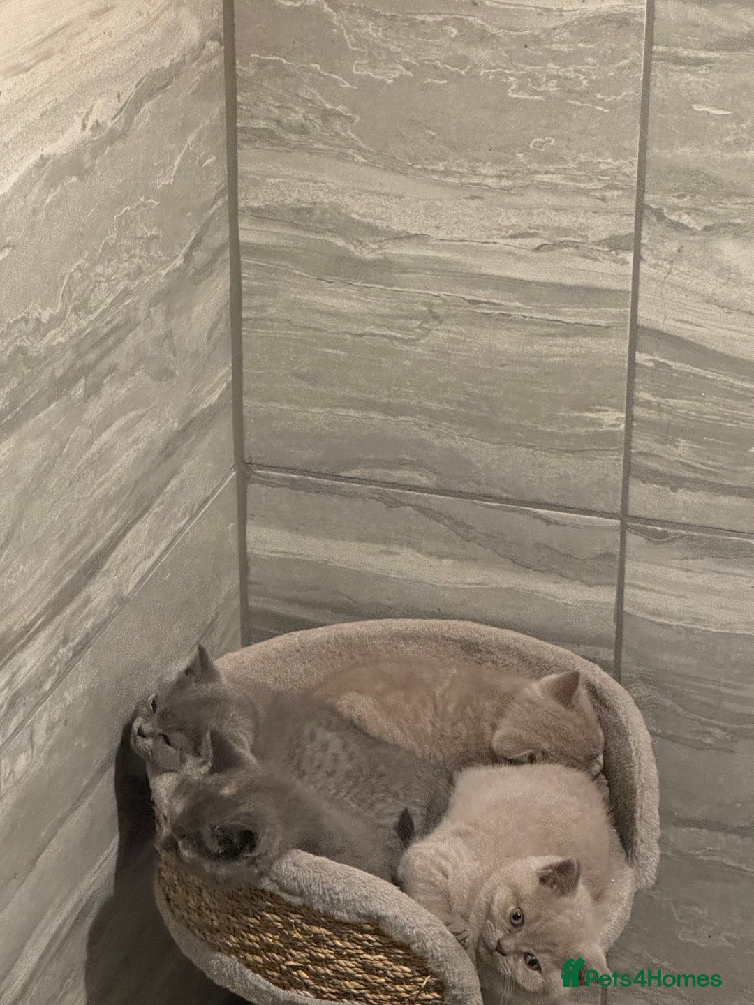 British Shorthair cats for sale: 4 beautiful BSH FEMALE - Image 3
