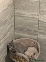 British Shorthair cats - Advert 10