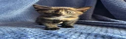 Maine Coon cats for sale: Maine coon x  - Advert 10