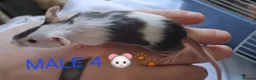 Mouse rodents for sale: MALE FANCY MICE 🐁🐾 in South Shields - Advert 10