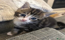 Ragcoon cats for sale: Beautiful Ragcoon Kittens - Image 1