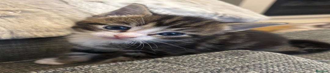 Ragcoon Kitten 1