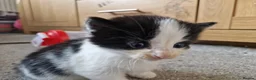 Mixed Breed cats for sale: 5 beautiful kittens  - Advert 22