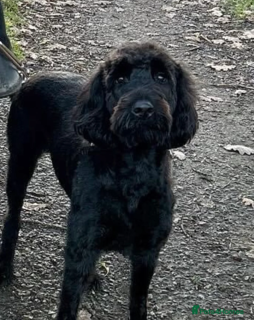 Labradoodle dogs for sale: Beautiful F2B Miniature Labradoodle Puppies  🐾 - Advert 2