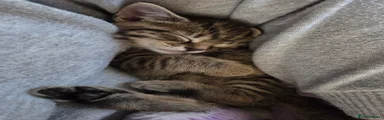 Mixed Breed Kitten 2