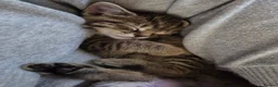 Mixed Breed cats for sale: 3 beautiful kittens for sale - Advert 9