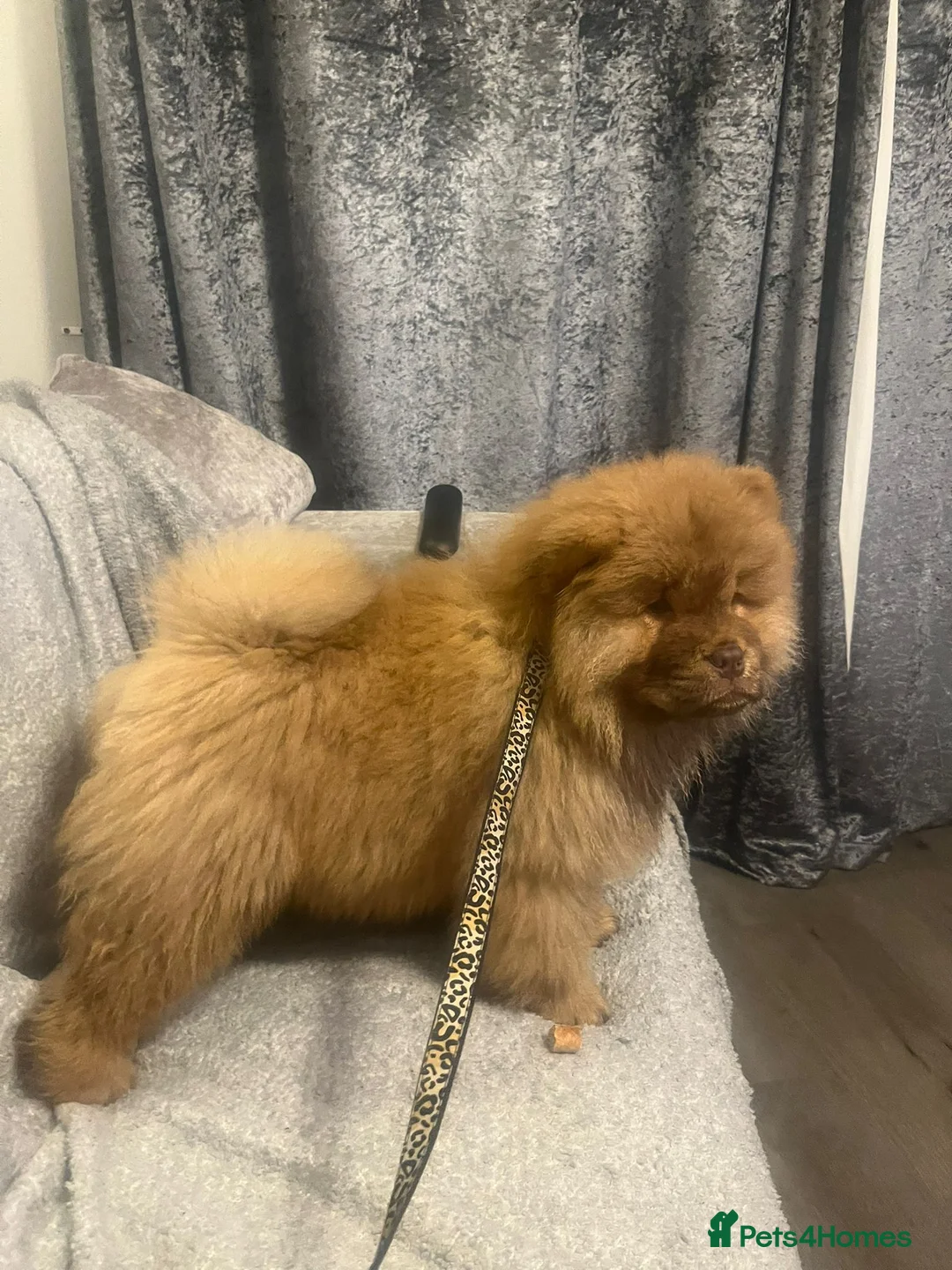 Chow Chow dogs for sale: Chow Chow Kc - Advert 4