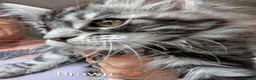Maine Coon cats for sale: 🐾 Stunning Maine Coon Kittens Looking for  - Advert 8