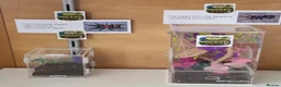Mixed Breed invertebrates for sale: Wicked Exotics Spiders Mantis and Tarantulas  - Advert 2