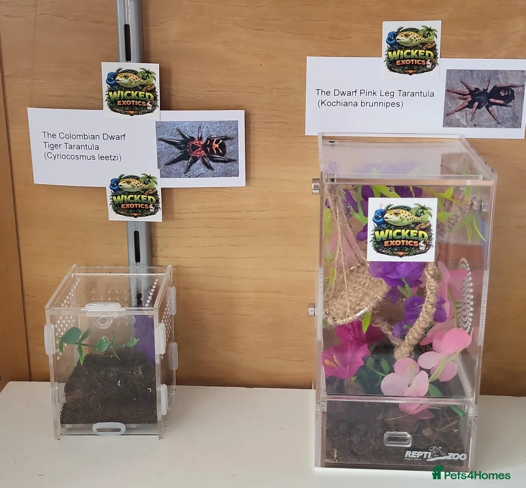 Mixed Breed invertebrates for sale: Wicked Exotics Spiders Mantis and Tarantulas  - Advert 2