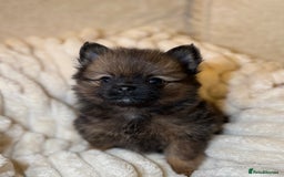 Pomeranian dogs for sale: 🐾 KC Registered Pomeranian Puppies 🐾 - Image 27