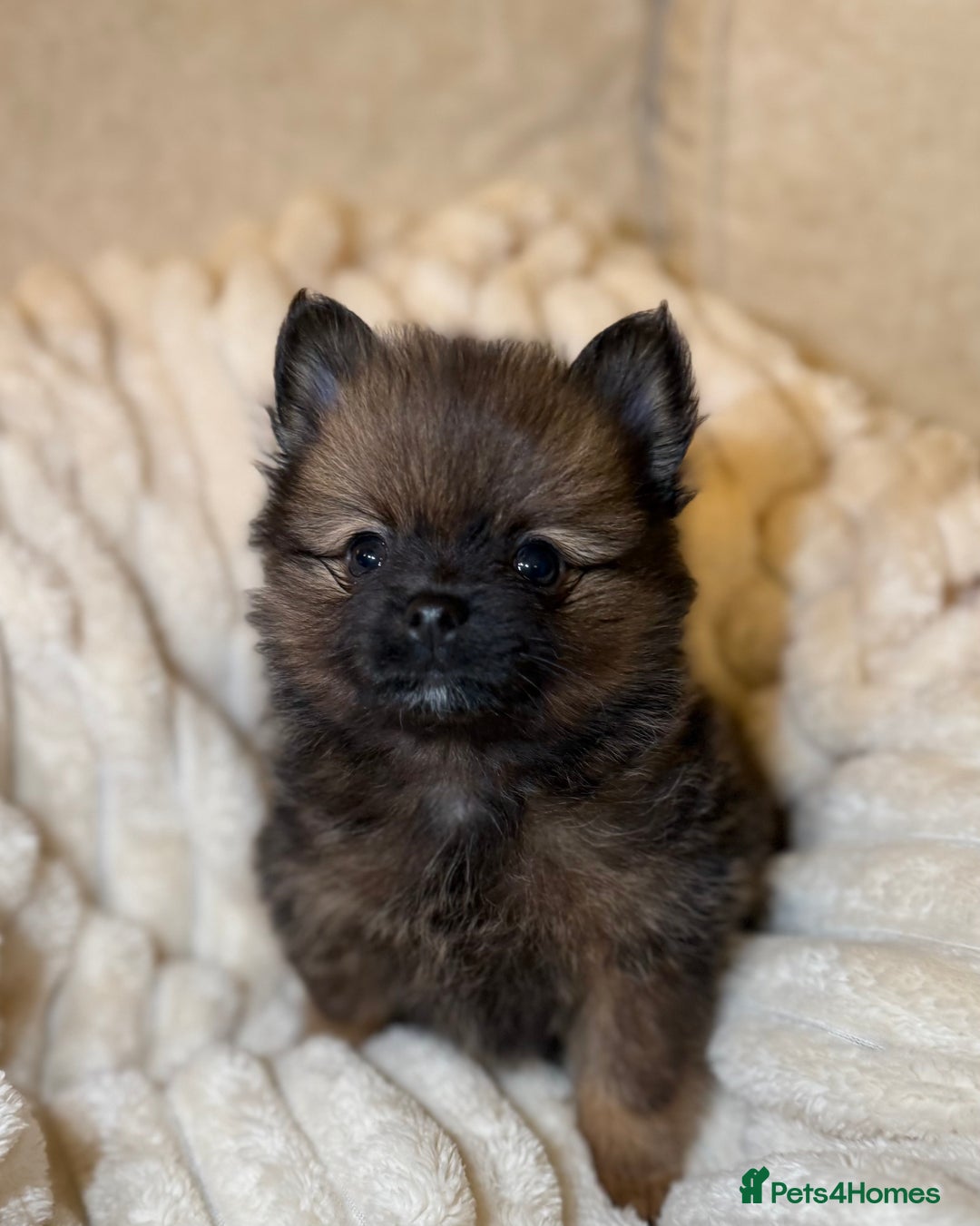 Pomeranian dogs for sale: 🐾 KC Registered Pomeranian Puppies 🐾 - Image 27