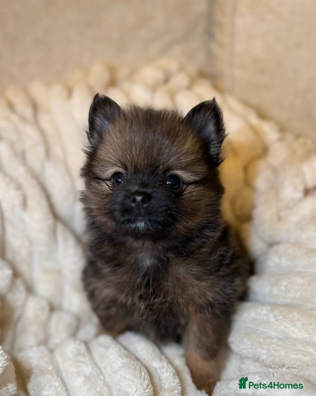 Pomeranian dogs for sale: 🐾 100% Pomeranian Puppies 🐾 - Advert 27