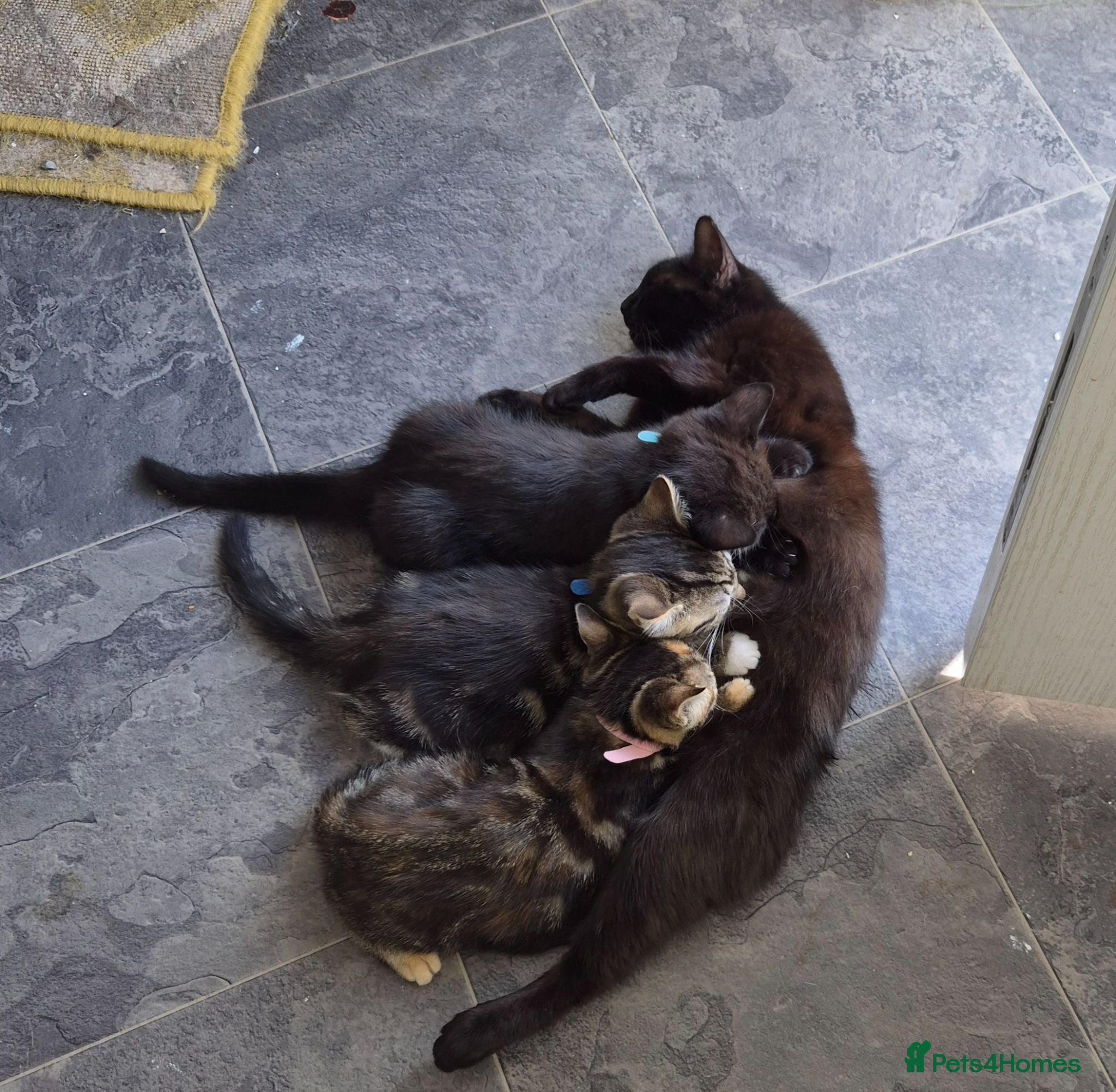 Mixed Breed cats Kittens for sale - Advert 1
