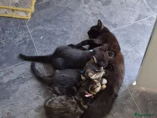 Mixed Breed cats Kittens for sale - Advert 8