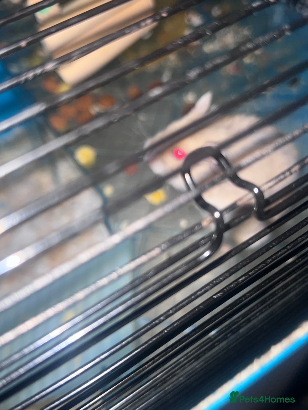 Hamster rodents for sale: 2 male hamsters  - Advert 6