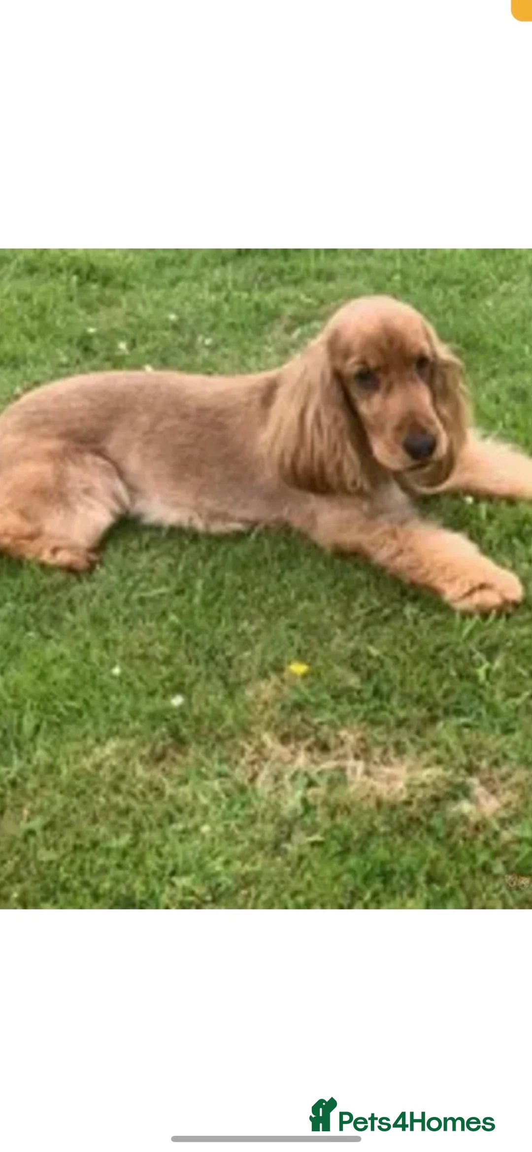 Cocker Spaniel dogs for stud: KC STUNNING SHOW COCKER (FULLY HEALTH TESTED) in Galston - Advert 10