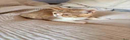 Selkirk Rex cats for sale: Selkirk Rex (shorthaired) girls and boy - Advert 17