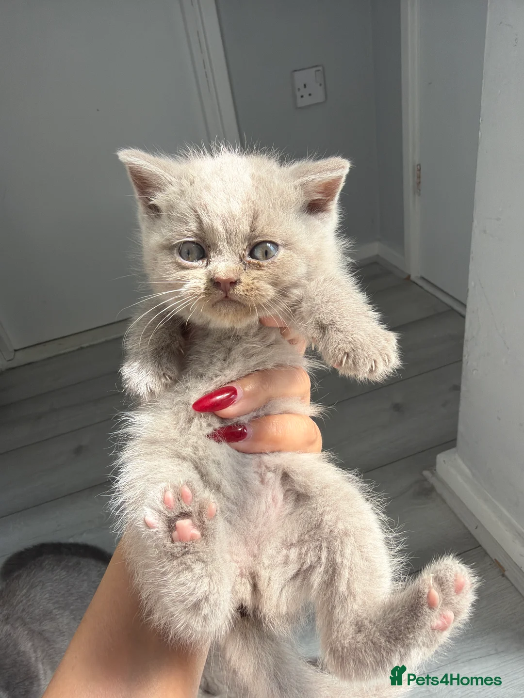 British Shorthair cats for sale: Beautiful British Shorthair Kittens in Leeds - Advert 2