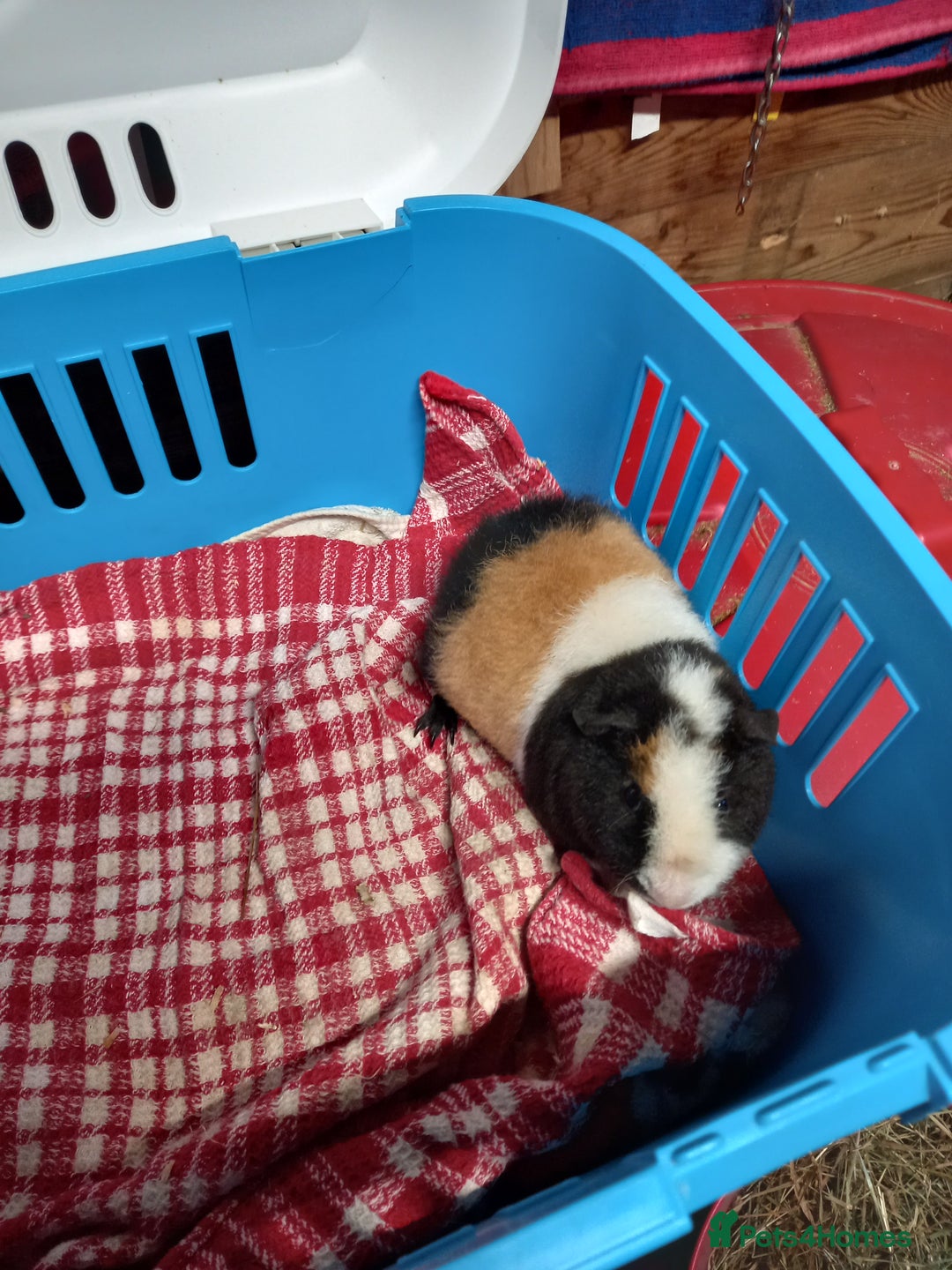 Guinea Pig rodents for sale: Teddy baby guinea-pigs  - Advert 2