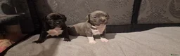 Staffordshire Bull Terrier dogs for sale: Staffordshire Bull terrier puppies  - Advert 13