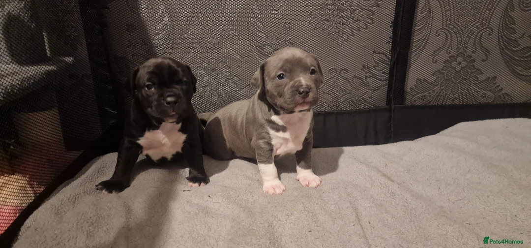 Staffordshire Bull Terrier dogs for sale: Staffordshire Bull terrier puppies  - Advert 13