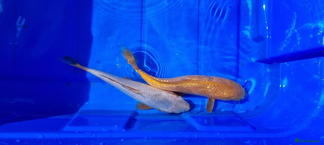 Koi Carp fish for sale: 8 to 10 inch Koi Carp mix pond fish in Chorley  - Advert 5