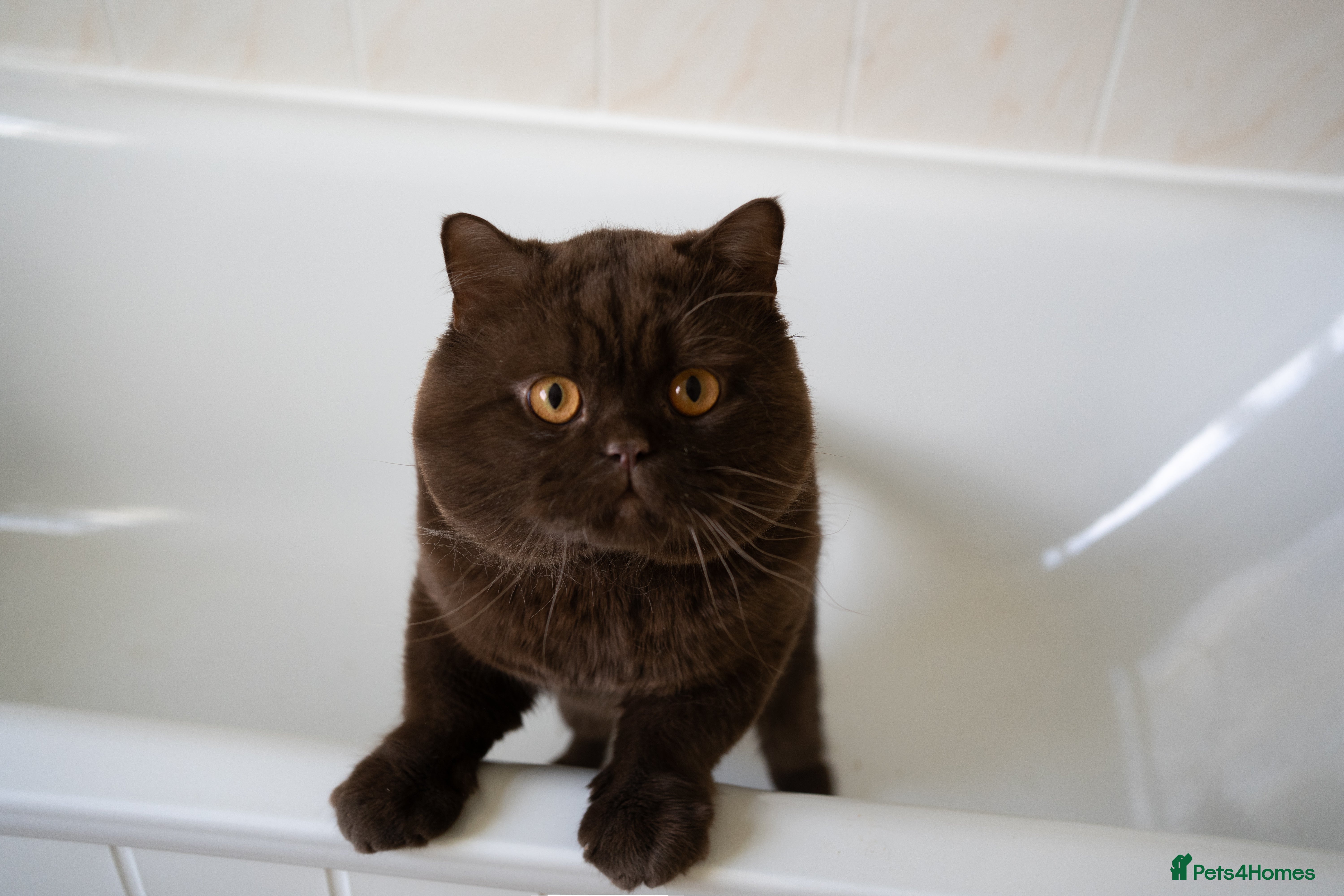 British Shorthair cats Lilac & Chocolate males  for stud service  in Greenhithe - Advert 11