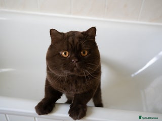 British Shorthair cats Lilac & Chocolate males for stud service in Greenhithe - Advert 15