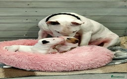 Bull Terrier dogs for sale: Beautiful top class puppy boy - Image 7