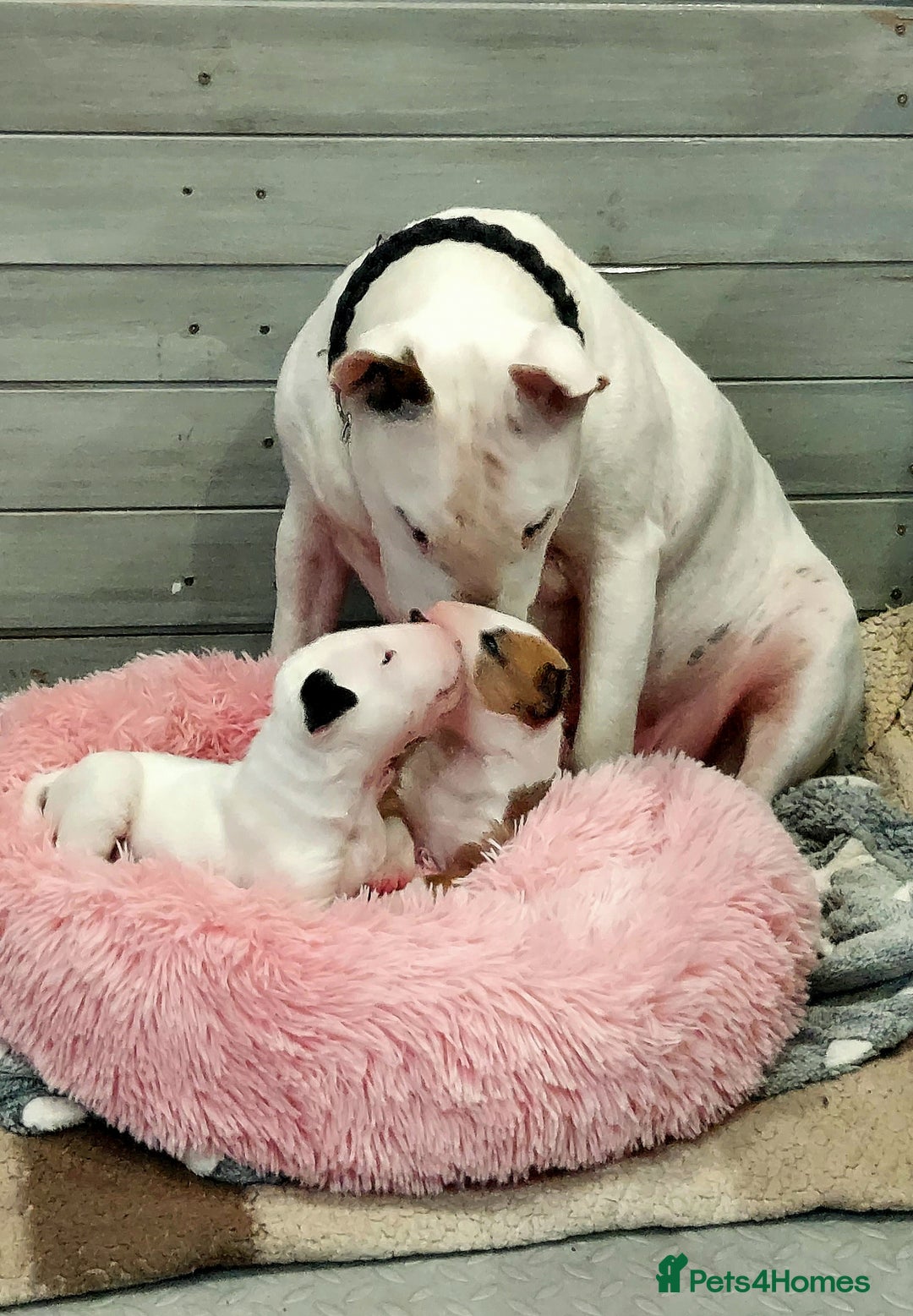 Bull Terrier dogs for sale: Beautiful top class puppy boy - Image 7