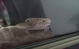 Leopard Gecko reptiles for sale: Leopard gecko  - Image 4